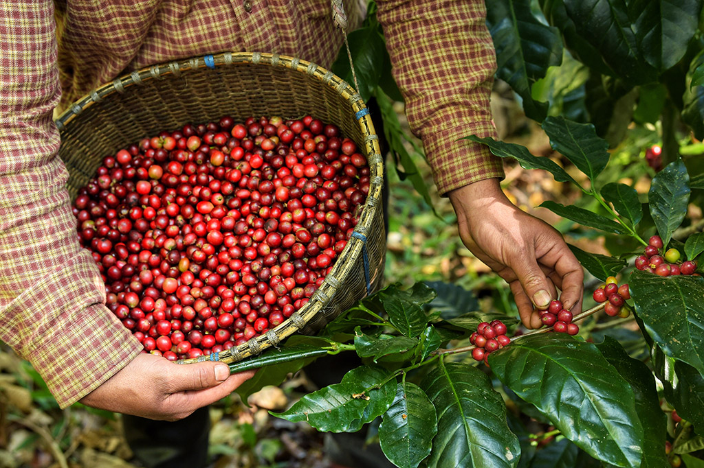 Arabica nebo robusta. V čem se liší a která je lepší? Arabica nebo robusta. V čem se liší a která je lepší?